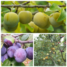 Дерево-сад (2-3х летка) слива 2 сорта Зареченская желтая - Ренклод колхозный 