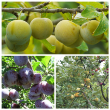 Дерево-сад  (3-4х летка) слива 2 сорта Ренклод колхозный - Богатырская 