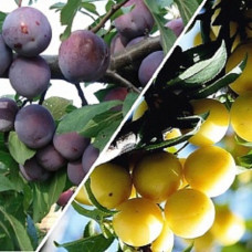 Дерево-сад (2-3 летка) слива 2 сорта Этюд - Ренклод колхозный