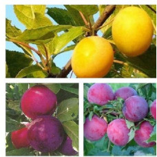 Дерево-сад (2-3 летка) слива 2 сорта Ренклод колхозный-Аленушка