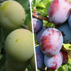 Дерево-сад (2-3х, 3-4-х летка) слива 2 сорта Ренклод колхозный - Волжская красавица 