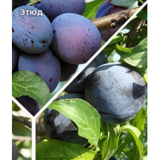 Дерево-сад (2-3 летка) слива 2 сорта Этюд- Заречная ранняя