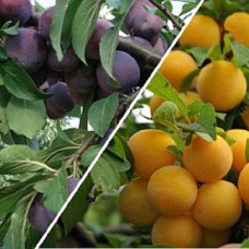 Дерево-сад (2-3 летка) слива 2 сорта Этюд-Желтая самоплодная