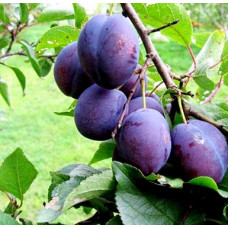 Дерево-сад (2-3 летка) слива 2 сорта Венгерка Корнеевская- Заречная ранняя