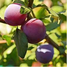 Слива домашняя Евразия