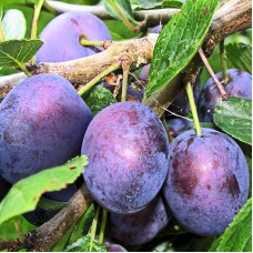 Слива домашняя Тульская черная