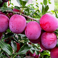 Слива русская (Алыча) Клеопатра