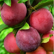 Слива русская (Алыча) Найдена