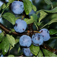 Слива Ночка