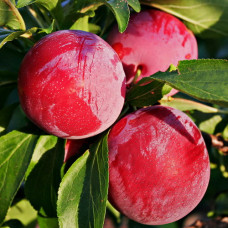 Слива Скороспелка красная