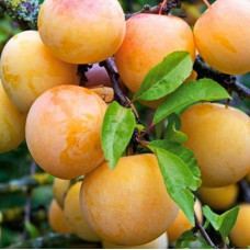 Слива Зареченская желтая