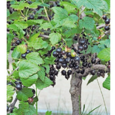 Смородина (штамб 100+)