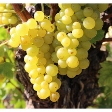 Виноград Мускат десертный (винный сорт)