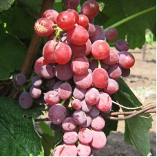 Виноград плодовый Ванесса Сидлис 