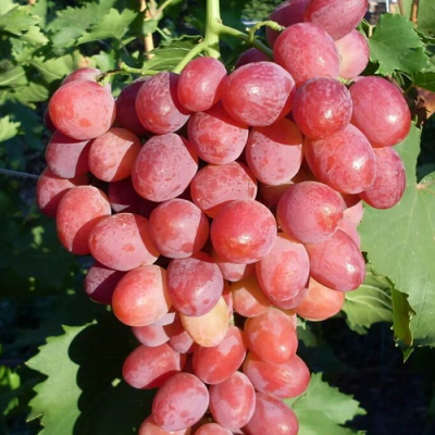 Виноград Алтайская роза (винный сорт)