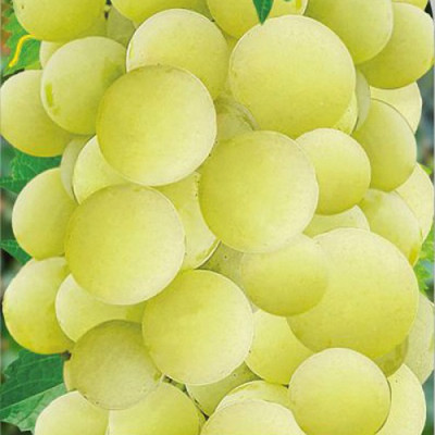 Виноград Алтайский Белый (винный сорт)