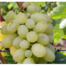 Виноград Августовский (винный сорт)