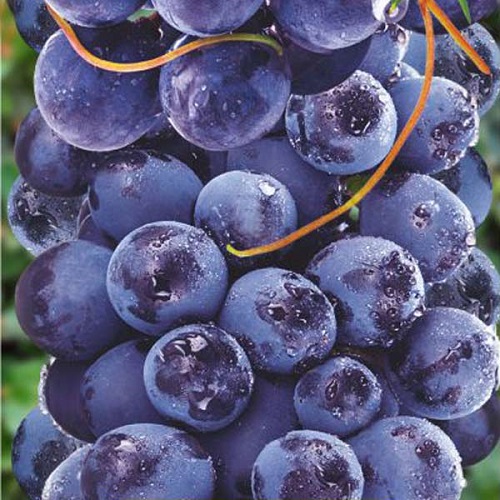 Виноград Фиолетовый ранний описание характеристики уход и выращивание фото отзывы