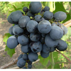 Виноград Галия (винный сорт)