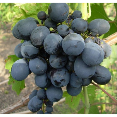 Виноград Галия (винный сорт)