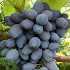 Виноград плодовый Кишмиш Юпитер