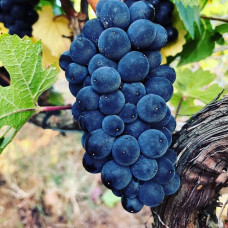 Виноград Пино Нуар (винный сорт)