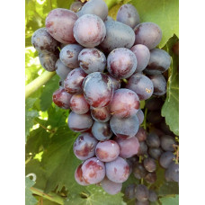 Виноград плодовый Подарок Несветая