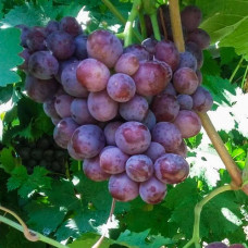 Виноград Сенатор (Павловского)