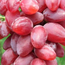 Виноград София в коробке (винный сорт)