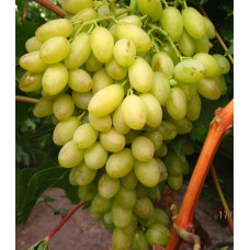 Виноград плодовый Кишмиш столетие