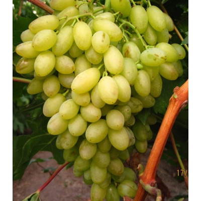 Виноград плодовый Кишмиш столетие
