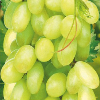 Виноград Тимур в коробке (винный сорт)