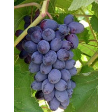 Виноград Юпитер (винный сорт)
