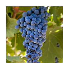 Виноград Каберне Совиньон (винный сорт)
