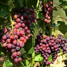 Виноград плодовый Рошфор