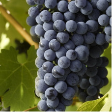 Виноград плодовый Шевченко