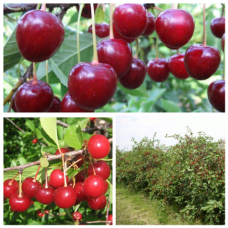 Дерево-сад (2-3 летка) Надежда-дюк-Ивановка-дюк