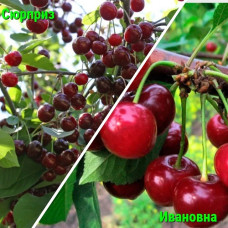 Дерево-сад (2-3 летка) вишня Ивановка-дюк-Сюрприз-дюк