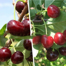 Дерево-сад (2-3 летка) Любская-Молодежная