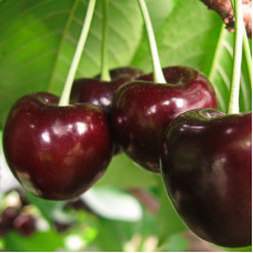 Вишня Крепкая (дюк)