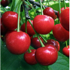 Вишня Превосходная Веньяминова (дюк)