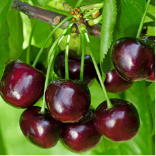 Вишня Живица (дюк)