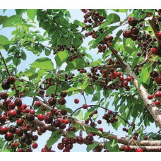 Дерево-сад (2-3 летка) вишня Ивановка-дюк-Факел