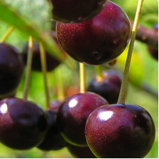 Вишня Ливенская