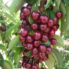 Вишня пирамидальная Ашинский Гибрид