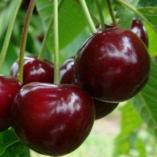 Вишня (дюк) Игрушка