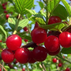 Вишня войлочная Салют