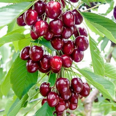 Вишня пирамидальная Восторг 