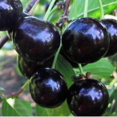 Вишня Антрацитовая
