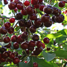 Вишня Ассоль